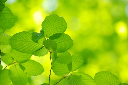 green leaves over abstract background