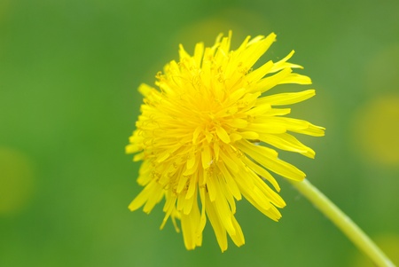 spring dandelion in green grassの写真素材