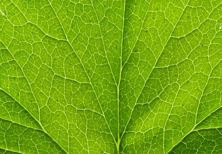 close up of green leaf textureの写真素材