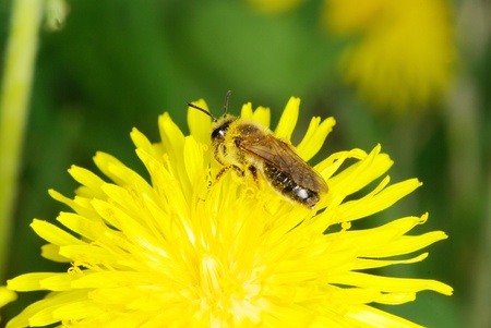 Bee on a spring dandelion