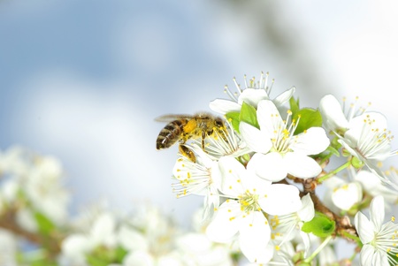 spring white flower and bee