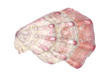 sea shell isolated on whiteの写真素材