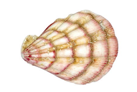 sea shell isolated on white