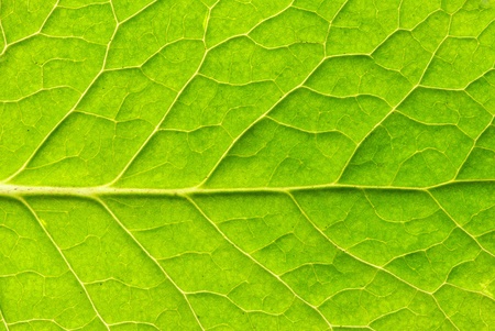close up of green leaf texture