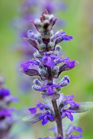 abstract blossom flowers on fieldの写真素材