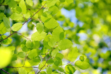 green leaves over green backgroundの写真素材