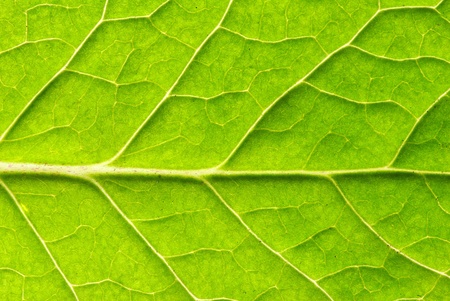 close up of green leaf textureの写真素材