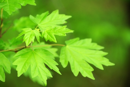 green leaves on the green backgrounds