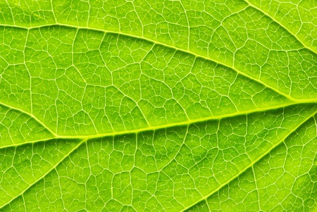 close up of green leaf texture