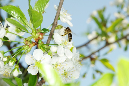 spring white flower and bee