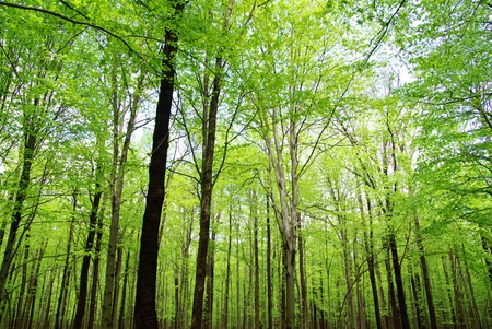beautiful forest landscape in the morning