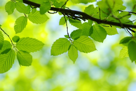green leaves over green background