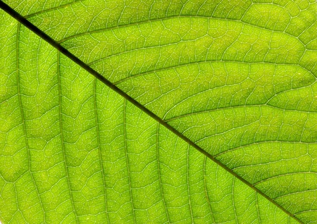 close up of green leaf texture