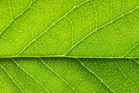 close up of green leaf textureの写真素材