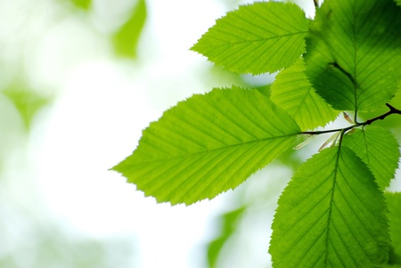 green leaves on the green backgroundsの写真素材