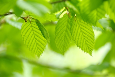 green leaves over abstract background