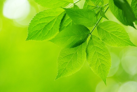 green leaves over green background