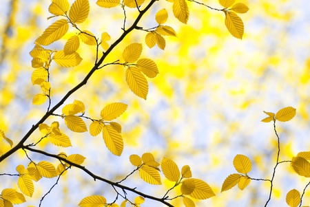autumn leaves background on forestの写真素材
