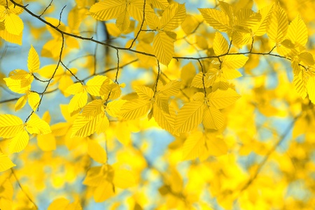 autumn leaves background on forestの写真素材