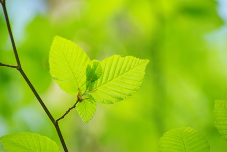 green leaves over green backgroundの写真素材