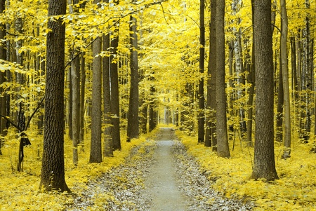 autumn trees in the forestの写真素材