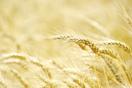 Fields of wheat at the end of summer fully ripeの写真素材