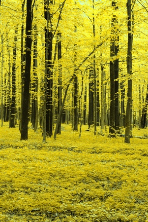 autumn trees in the forestの写真素材