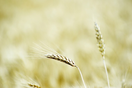 Fields of wheat at the end of summer fully ripeの写真素材