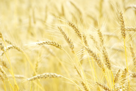 Fields of wheat at the end of summer fully ripeの写真素材