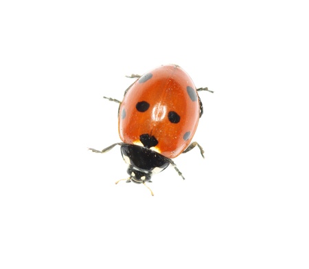 ladybug isolated on a whiteの写真素材