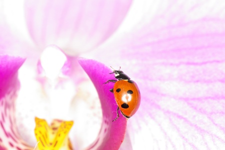 ladybug sits on a flowerの写真素材
