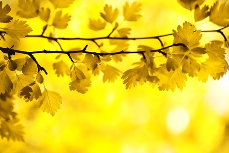 autumn leaves background on forestの写真素材