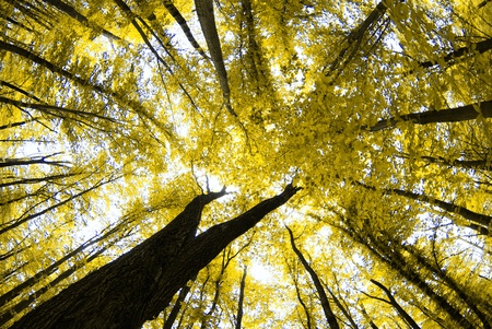 autumn trees in the forest