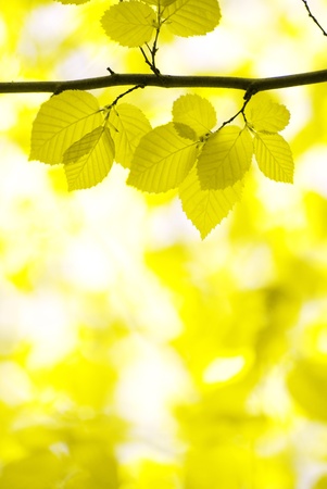autumn leaves background on forestの写真素材