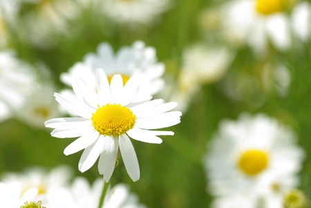 summer flowers camomile blossoms on meadowの写真素材