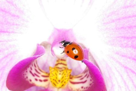 ladybug sits on a flower