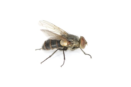 fly isolate on a white
