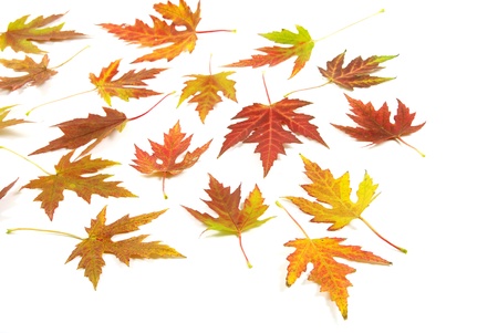 autumn maple leaves isolated on white