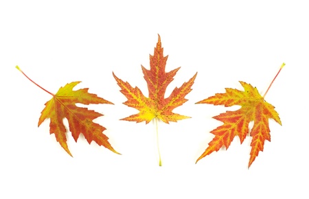 maple leafs isolated on white