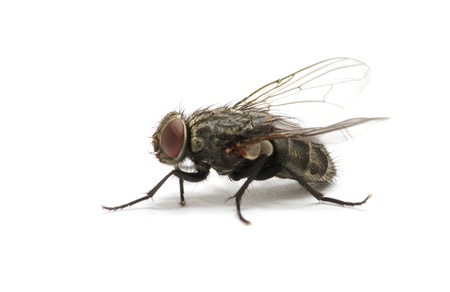 fly isolate on a white