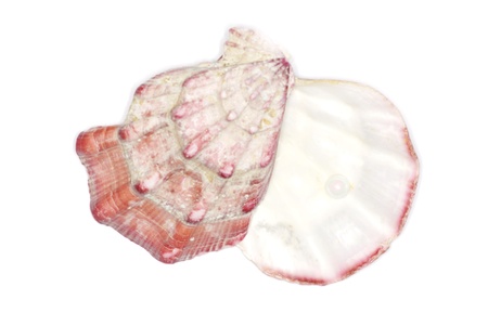 sea shell isolated on white