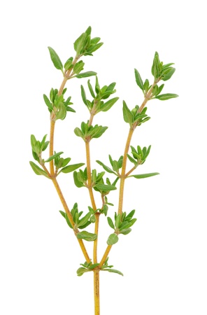 thyme on white isolated backgroundの写真素材