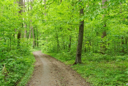 Path in green summer forest