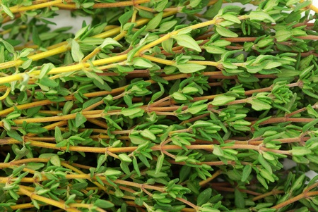 Close up of thyme  herbs