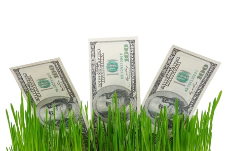 dollar bills growing in the green grassの写真素材