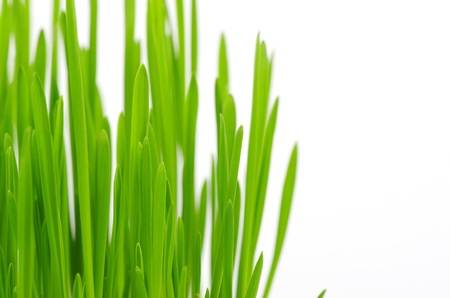 green grass isolated on whiteの写真素材