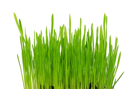 green grass isolated on whiteの写真素材