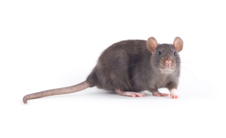 funny rat close-up isolated on white backgroundの写真素材