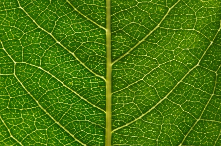 Texture of a green leaf as background
