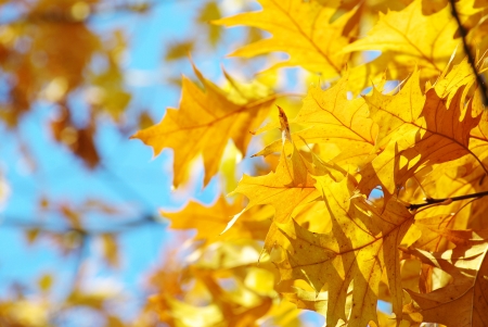 Yellow maple leaves on a twig in autumnの写真素材